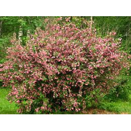 Weigela (Weigela florida)