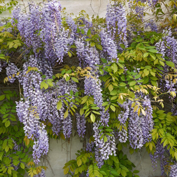 Wisteria, glicina (Wisteria sinensis), planta gard viu, planta cataratoare, gradina japoneza - Img 2