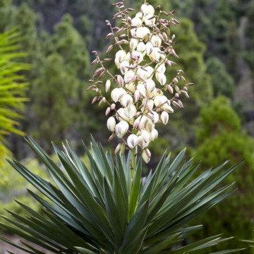 Yucca (Yucca filamentosa), vesnic verde, planta perena
