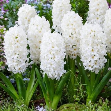 Zambile albe (Hyacinthus Carnegie), bulbi zambile, flori alb - Img 2