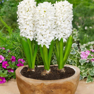 Zambile albe (Hyacinthus White pearl), bulbi zambile, flori alb - Img 3