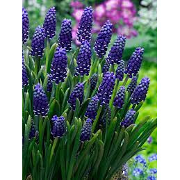 Zambile de struguri (Muscari night eyes) - Img 2