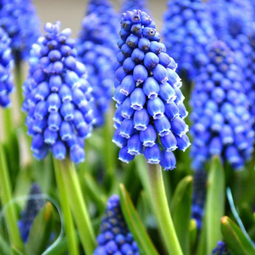 Zambile moțate (Muscari Armeniacum), bulbi zambile, flori albastru