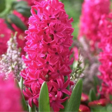 Zambile roșii (Hyacinthus Jan Bos), bulbi zambile, flori rosu