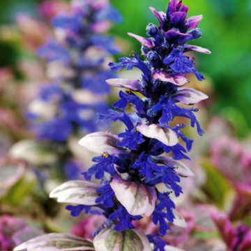 Ajuga (Ajuga reptans Burgundy Glow)