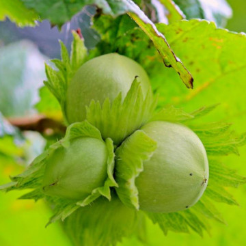 Alun (Corylus avellana), planta gard viu, arbust fructifer - Img 2