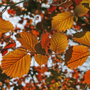 Alun rosu (Corylus maxima Purpurea), planta gard viu, planta fructifera, frunzis rosu - Img 2
