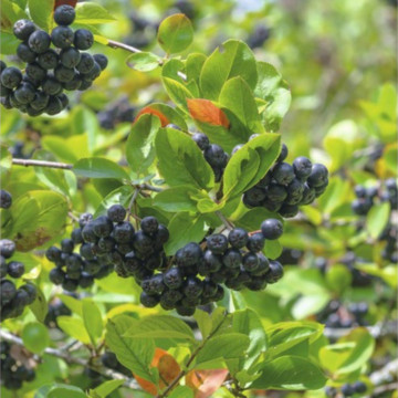 Aronia Nero (Aronia prunifolia Nero) ghiveci 2L, arbust fructifer - Img 4