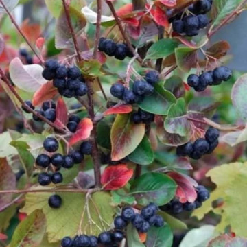 Aronia nero (Aronia prunifolia Nero), planta gard viu, arbust fructifer - Img 3