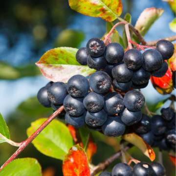 Aronia viking (Aronia prunifolia viking), planta gard viu, arbust fructifer, planta medicinala