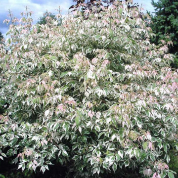 Artar american vargat (Acer negundo Flamingo), planta ornamentala - Img 2