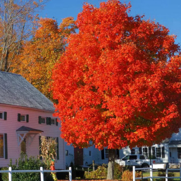 Artar Freeman (Acer freemanii Autumn blaze), planta ornamentala, gradina japoneza - Img 2