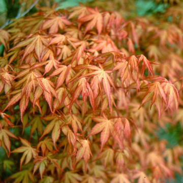 Artar japonez Katsura (Acer palmatum Katsura) 30-50 cm