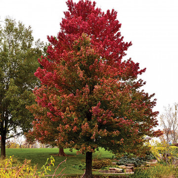 Artar Red Sunset (Acer rubrum Red Sunset) 100-140 cm - Img 2