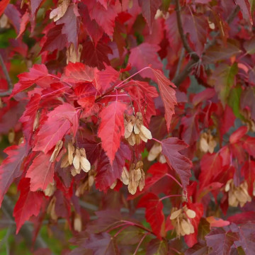 Artar tatarasc Ginnala (Acer tataricum Ginnala), planta gard viu, arbust ornamental, planta melifera
