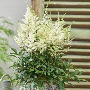 Astilbe (Astilbe arendsii Astary White), planta perena, flori alb