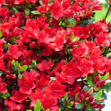 Azalee (Rhododendron Fridoline), vesnic verde, planta cu flori, flori portocaliu, rosu