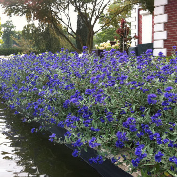 Barbă albastră (Caryopteris cland heavenly blue), arbust ornamental, planta melifera - Img 7