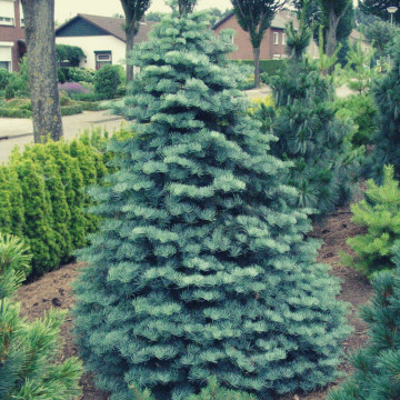 Brad alb (Abies concolor), vesnic verde, conifer ornamental