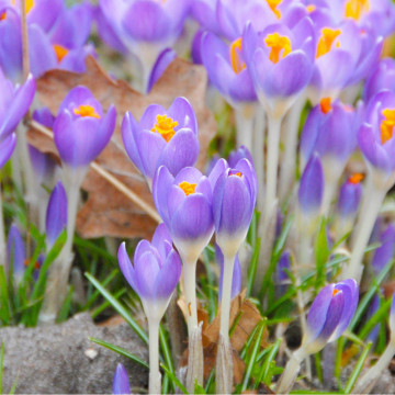 Brândușe mov (Crocus Barr's purple), bulbi crocus, flori mov - Img 2