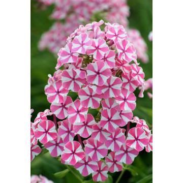 Brumarele (Phlox 'Peppermint twist'), planta perena, planta parfumata, flori alb, roz