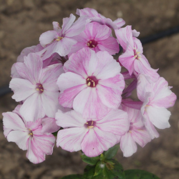 Brumarele (Phlox 'Picasso'), planta perena, planta parfumata, flori roz - Img 2