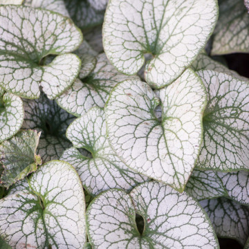 Brunnera macr. Alexanders great, planta acoperitoare de sol