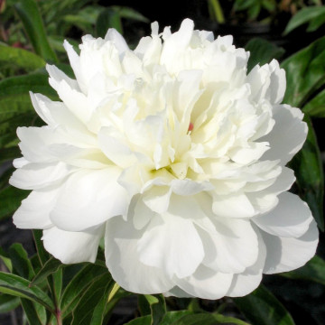 Bujor alb (Paeonia 'Duchesse de Nemours'), arbust ornamental, planta parfumata, flori alb - Img 2