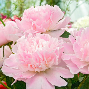 Bujor roz batut (Paeonia 'Alertie'), planta perena, planta parfumata, flori roz