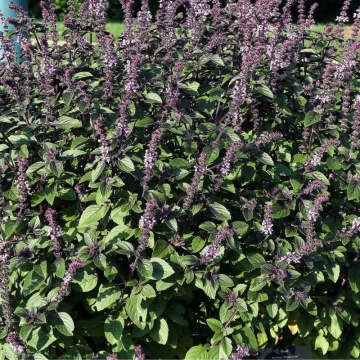 Busuioc African (Ocimum basilicum African Blue) - Img 2