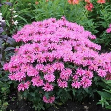 Busuioc turcesc (Monarda didyma Balmy Pink), planta perena, planta aromatica, planta medicinala - Img 2