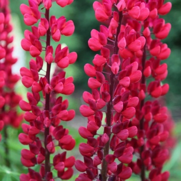 Cafelute (Lupinus the Pages)