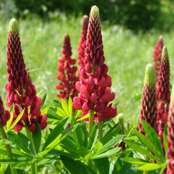 Cafelute rosii (Lupinus p. Legendary red shades), planta perena, melifera, flori rosii - Img 3