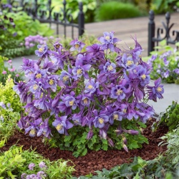 Caldaruse (Aquilegia EarlyBird Purple Blue), planta perena, flori alb, albastru