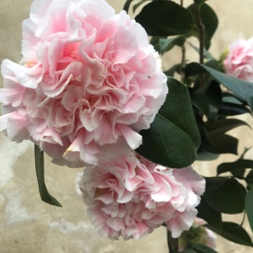 Camelie (Camellia Hawaii) - Img 2