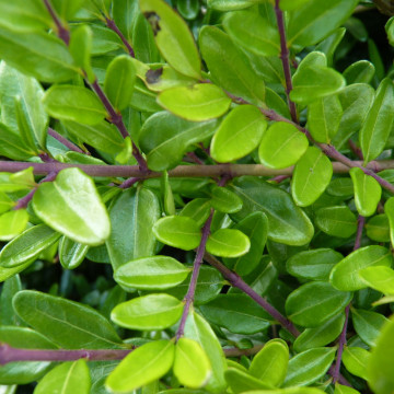 Caprifoi tarator (Lonicera nitida Elegant), vesnic verde, planta cataratoare - Img 2