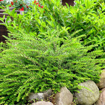 Caprifoi târâtor (Lonicera nitida Maigrun) ghiveci 2 l, vesnic verde, planta cataratoare