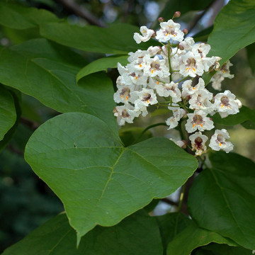 Catalpa (Catalpa bignoninoides) 40-60 cm