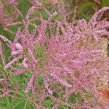 Catina rosie (Tamarix ramossisima), planta gard viu, arbust ornamental, flori roz