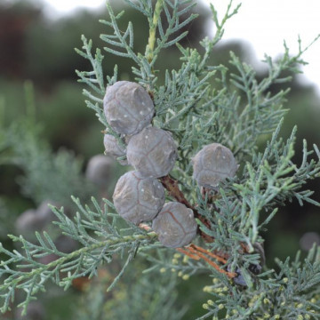 Chiparos de Arizona (Cupressus arizonica), planta gard viu, vesnic verde, frunzis albastru - Img 3