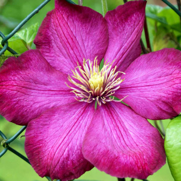 Clematita (Clematis Ville De Lyon), planta cataratoare, flori rosu - Img 2