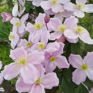 Clematita roz (Clematis Mayleen), planta gard viu, planta cataratoare, planta parfumata