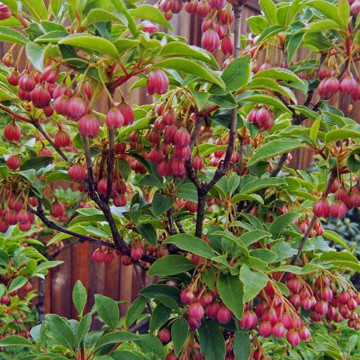 Clopotei arbust (Enkianthus campanulatus), arbust ornamental, flori roz - Img 3
