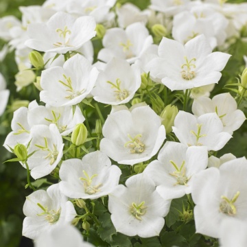 Clopotel (Campanula carpatica Carillon White)