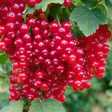 Coacaz rosu (Ribes Rosetta)