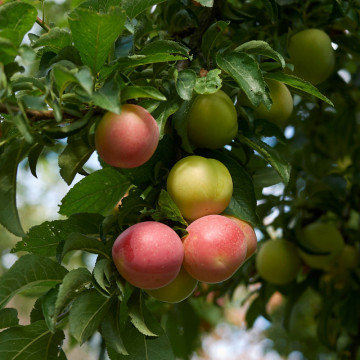 Corcodus (Prunus cerasifera) - Img 2