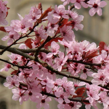 Corcodus rosu (Prunus cerasifera Nigra) 40-60 cm, arbore ornamental, gradina japoneza, flori roz - Img 3