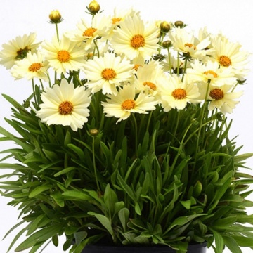 COREOPSIS GRANDIFLORA UPTICK CREAM - COREOPSIS - Img 1