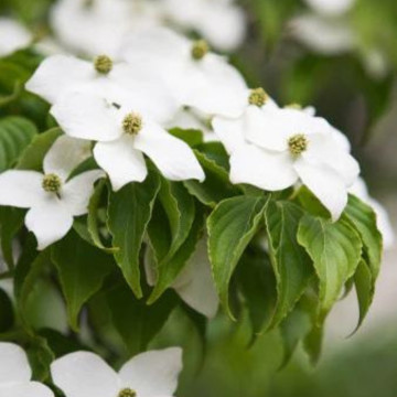 Corn chinezesc (Cornus kousa chinensis), arbust ornamental