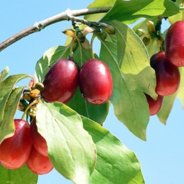 Corn (Cornus mas), arbust fructifer